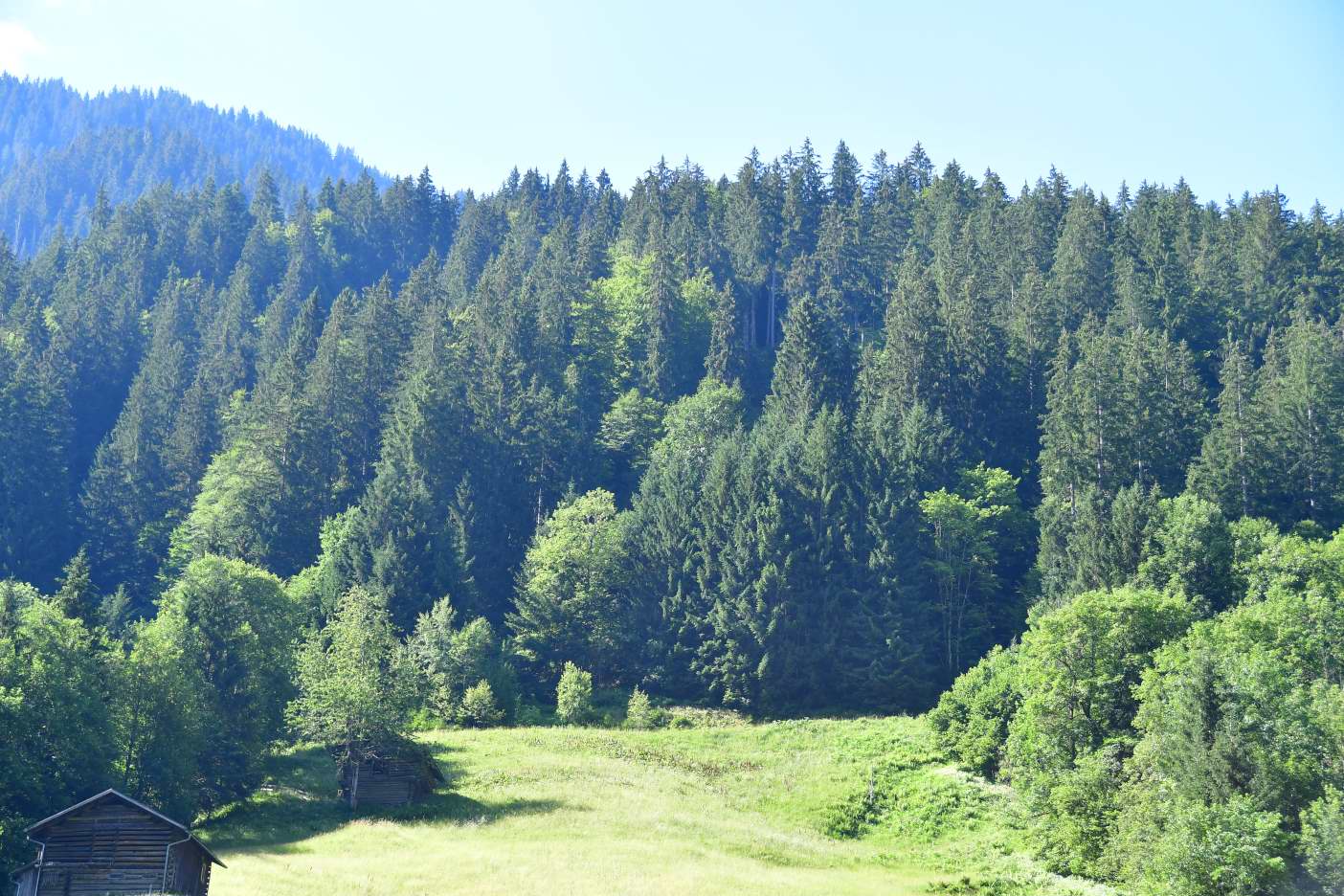 Bergwald mit grünen Wiesen und zwei Holzhütten im Vordergrund, Österreich