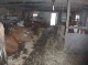 Stall (155 KB)