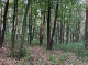 Waldgrundstück Nr. 561/3 (232 KB)