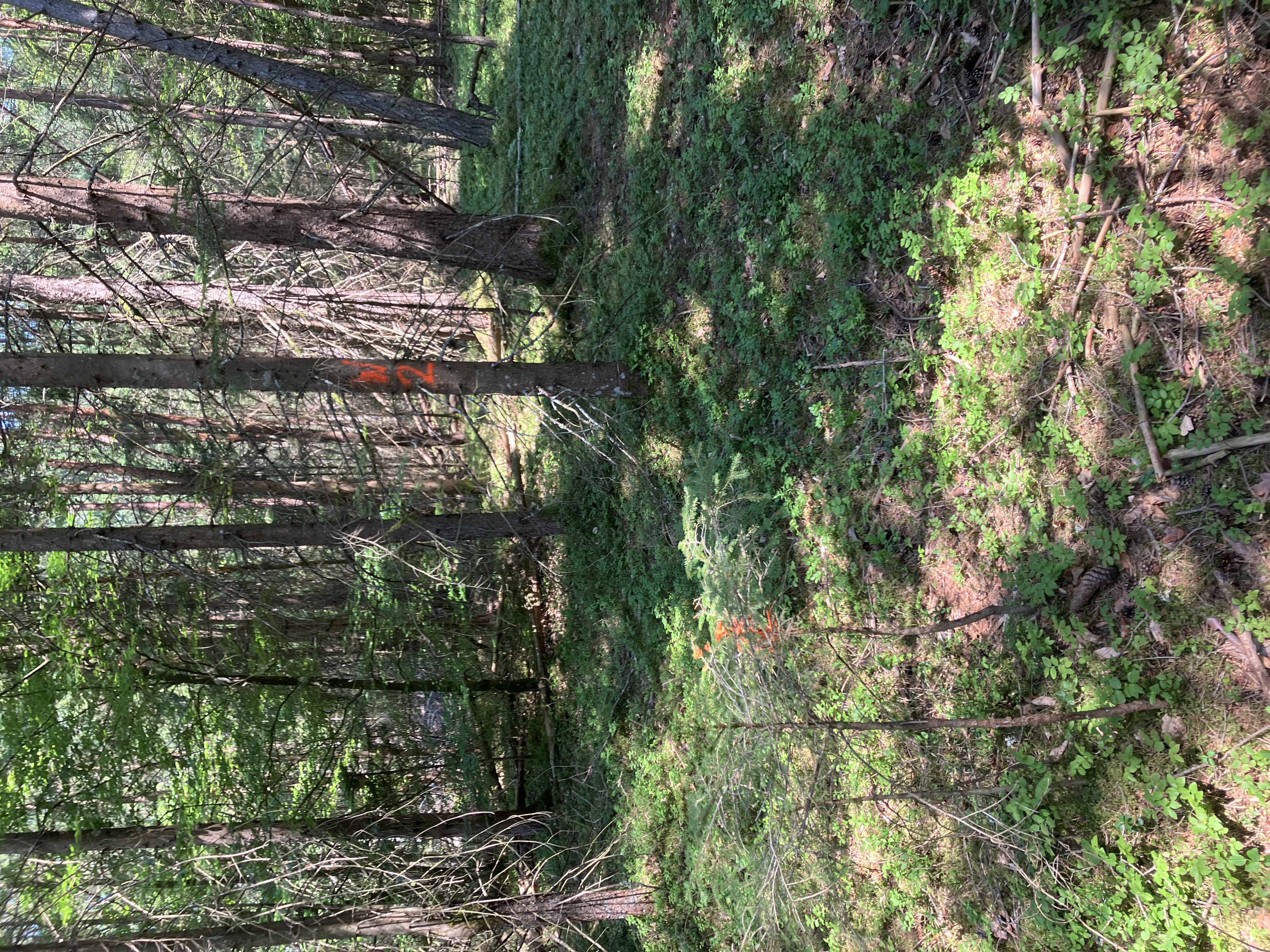Wald mit markierten Bäumen und dichtem Unterholz in Österreich
