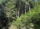 Waldfläche Süd (484 KB)