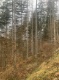 Waldbestand (5395 KB)