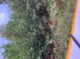Wald 2 (5155 KB)