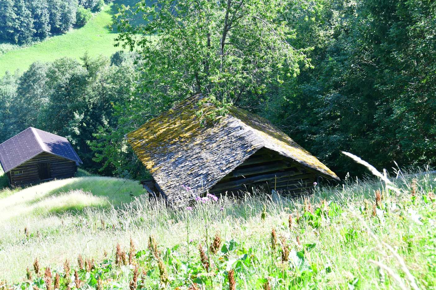 Alte Holzhütten auf einer Alm mit moosbewachsenem Dach und grünen Bäumen im Hintergrund.