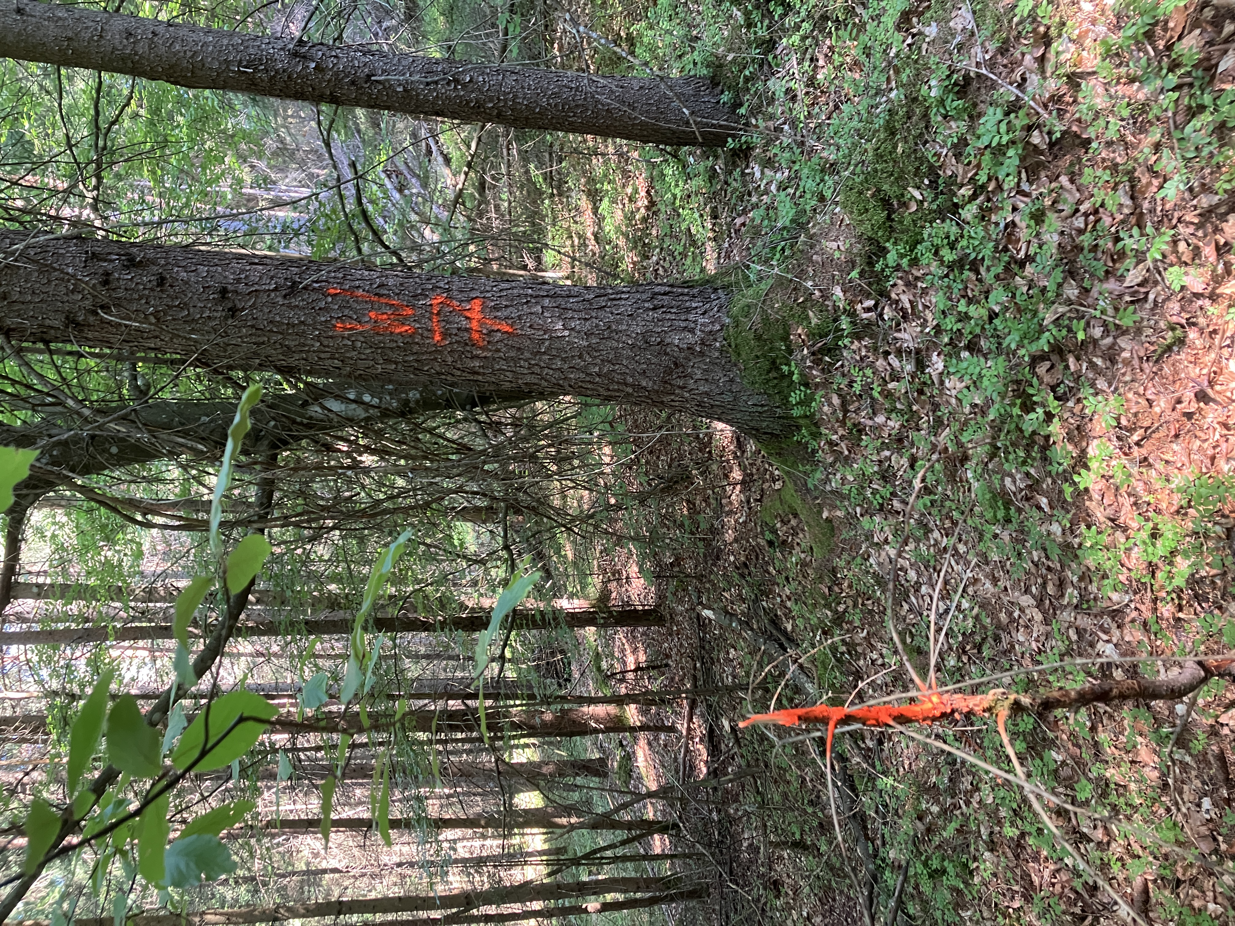 Holzmarkierung im Wald mit orangefarbenen Markierungen auf Baumstämmen