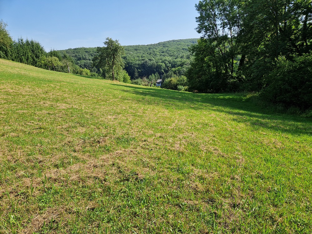 Grasbewachsener Hang mit Bäumen und einem Haus im Hintergrund an einem sonnigen Tag