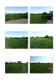 Foto (136 KB)