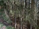 Waldfläche Süd (436 KB)