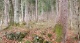 EZ 2046 Nord; Wald (900 KB)