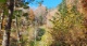 14_Wald (812 KB)