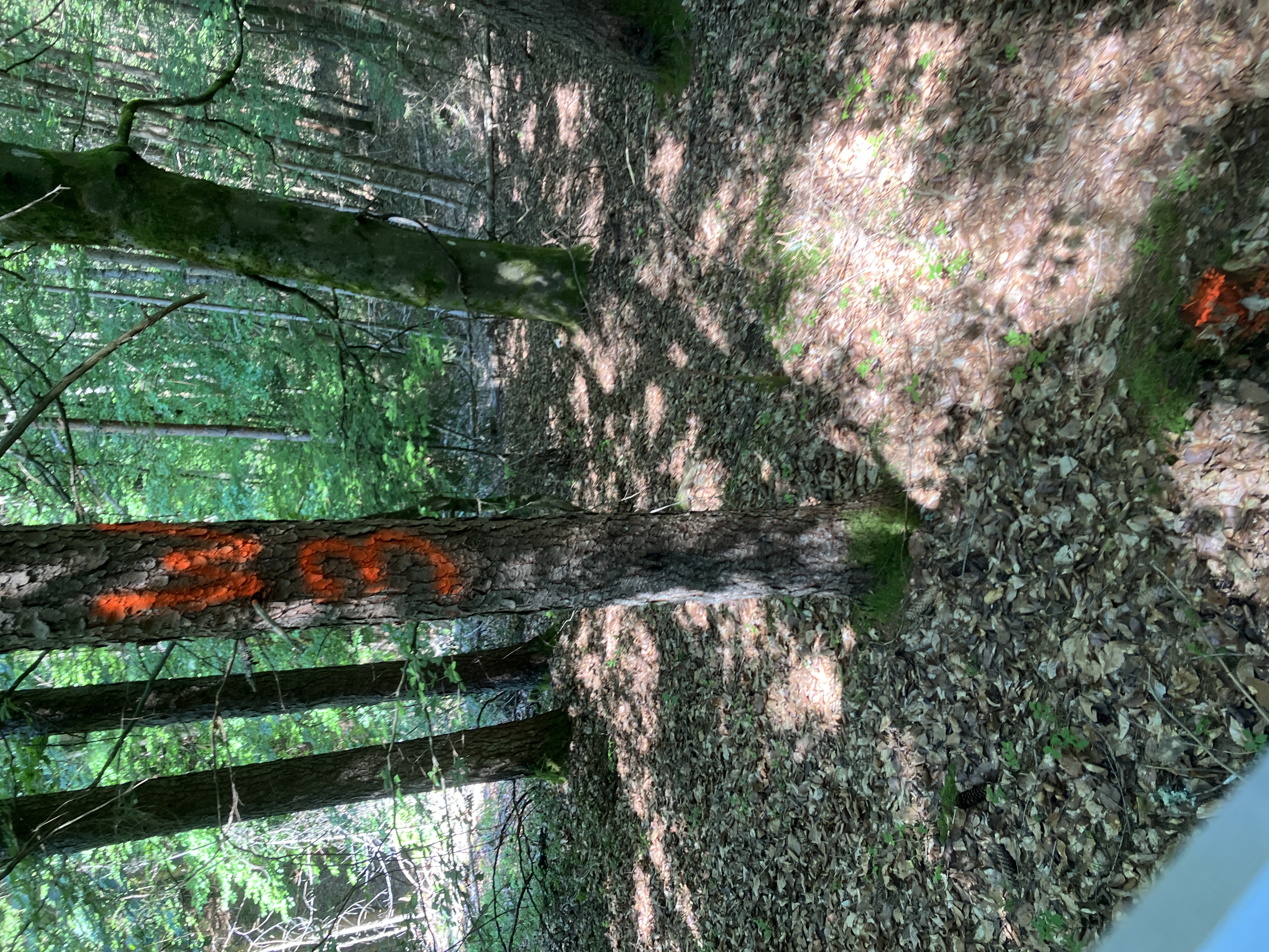 Waldweg mit markierten Bäumen und Laub bedecktem Boden