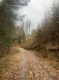 Waldbestand (4732 KB)
