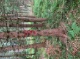 Wald 3 (6647 KB)