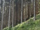 Waldfläche Nordost (294 KB)