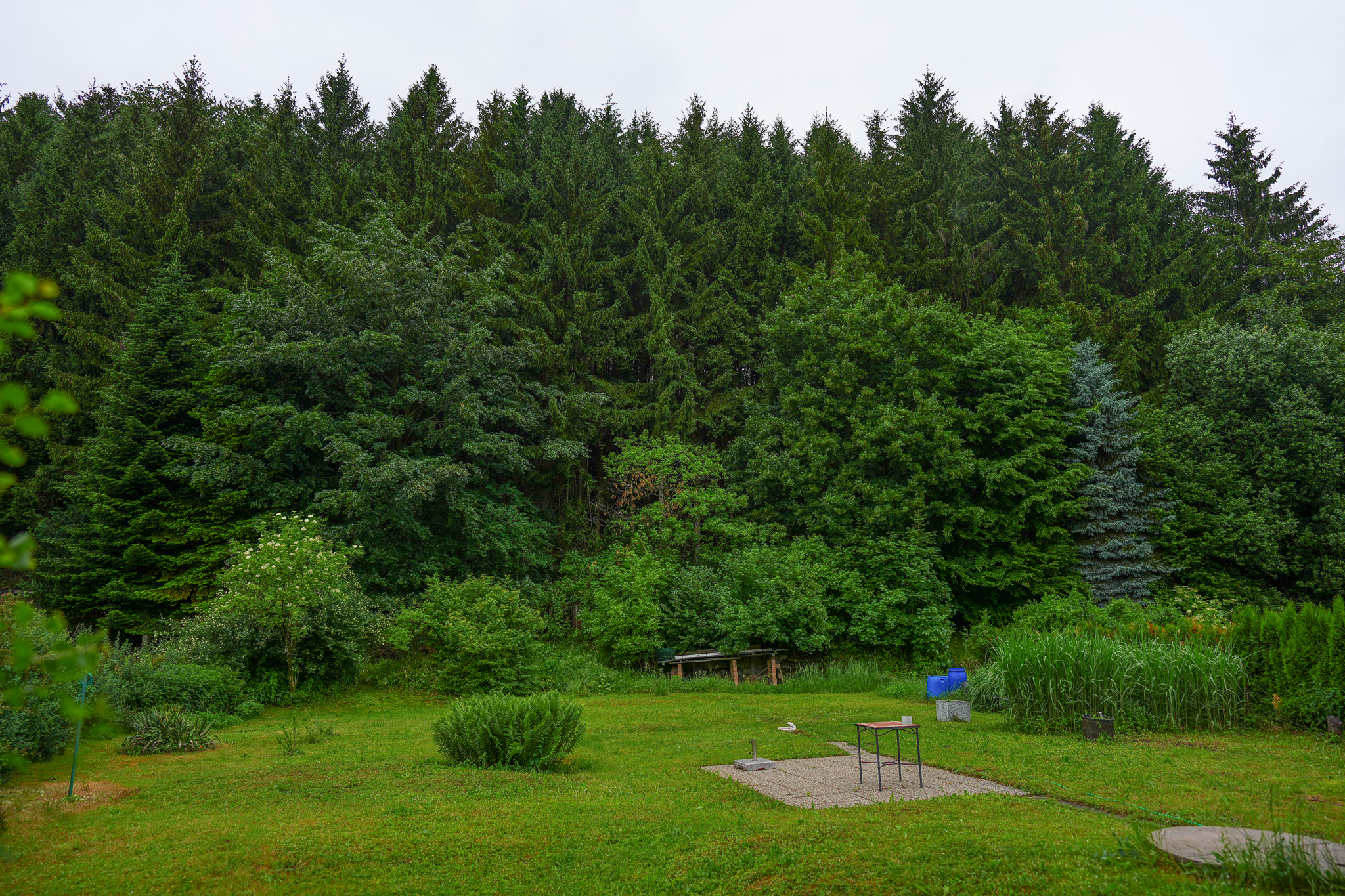 Grüne Wiese mit Bäumen und Büschen, im Hintergrund dichter Nadelwald