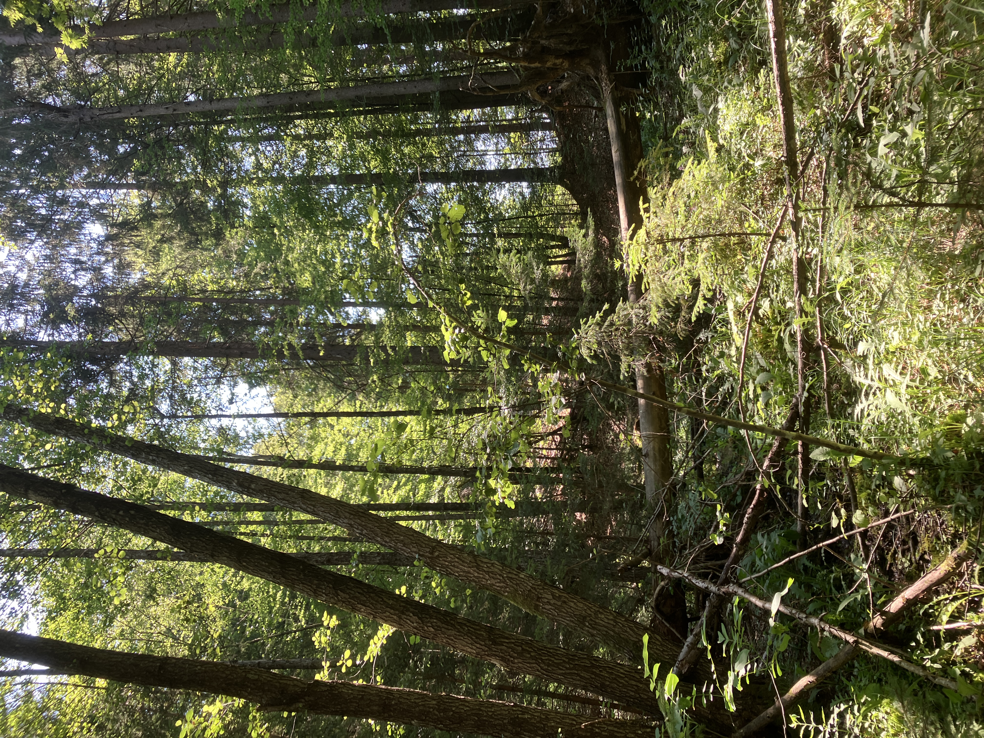 Waldweg mit umgestürzten Bäumen und viel Grün im Sommer.