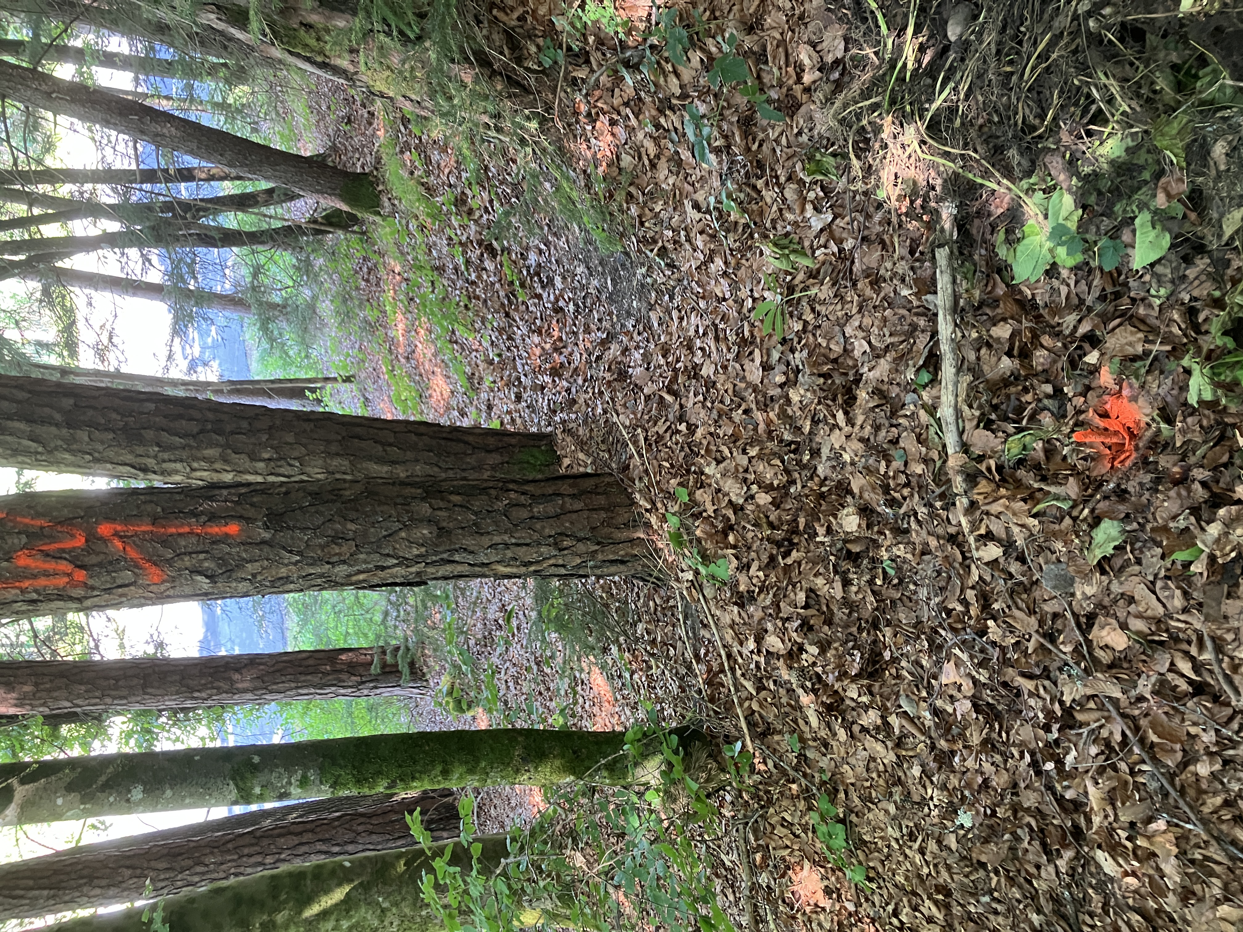 Waldweg mit markierten Bäumen und Laub auf dem Boden in Österreich