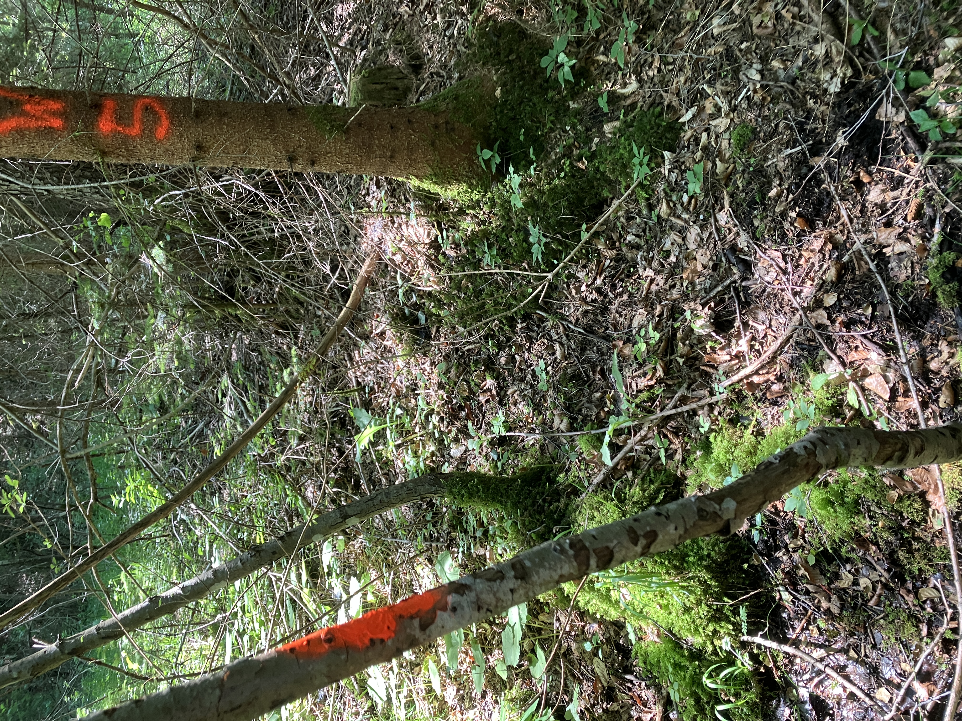Baumstämme mit oranger Markierung im Wald auf Moos und Laub